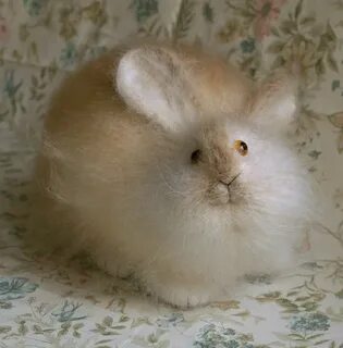 Cute fat rabbit