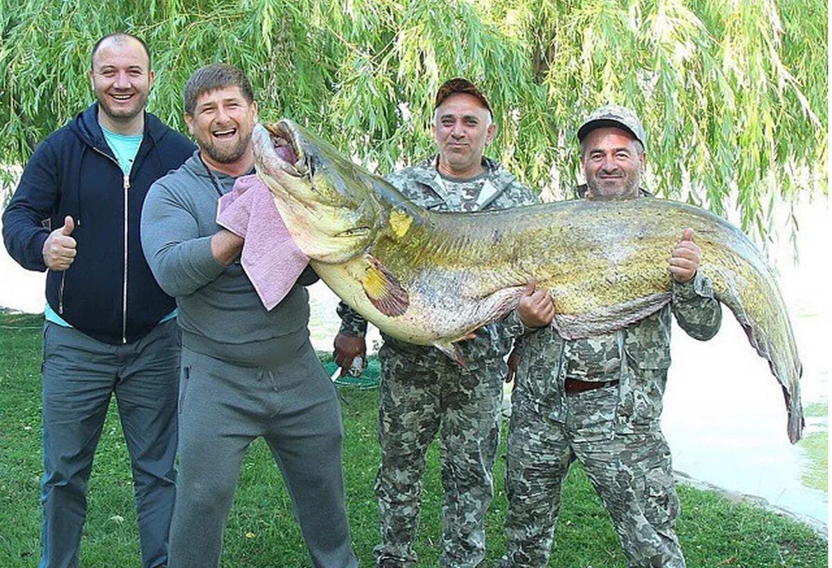 Рыбалка самый большой. Рамзан Кадыров на рыбалке. Рыба большая. Крупная рыба на рыбалке. Самый большой сом.