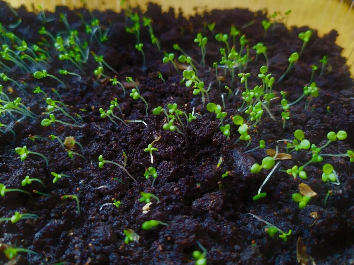 ростки ампельной петунии. петуния пророщенная петуния. петуния всходы рассада. всходы цинии. пикировка брокколи.