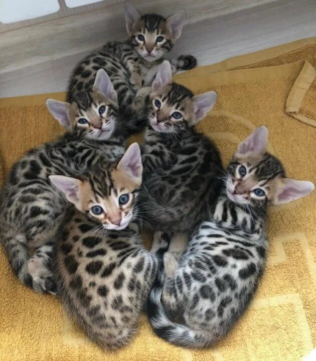 Котят которые продают. Кошки которые продают. Продаются котята. Сиамские котята. Кошки которые продают.