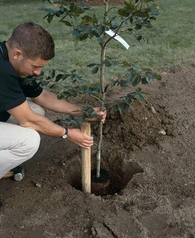 Как посадить дерево в пабге