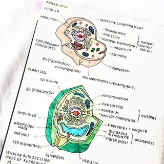Строение клетки 9 класс биология конспект урока