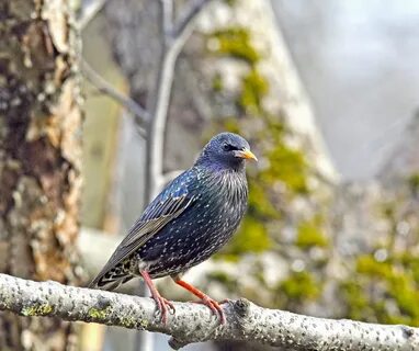 Скворцы автор