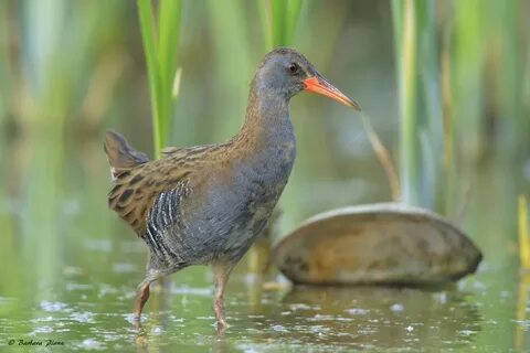 Водяной Пастушок – Rallus aquaticus l., 1758