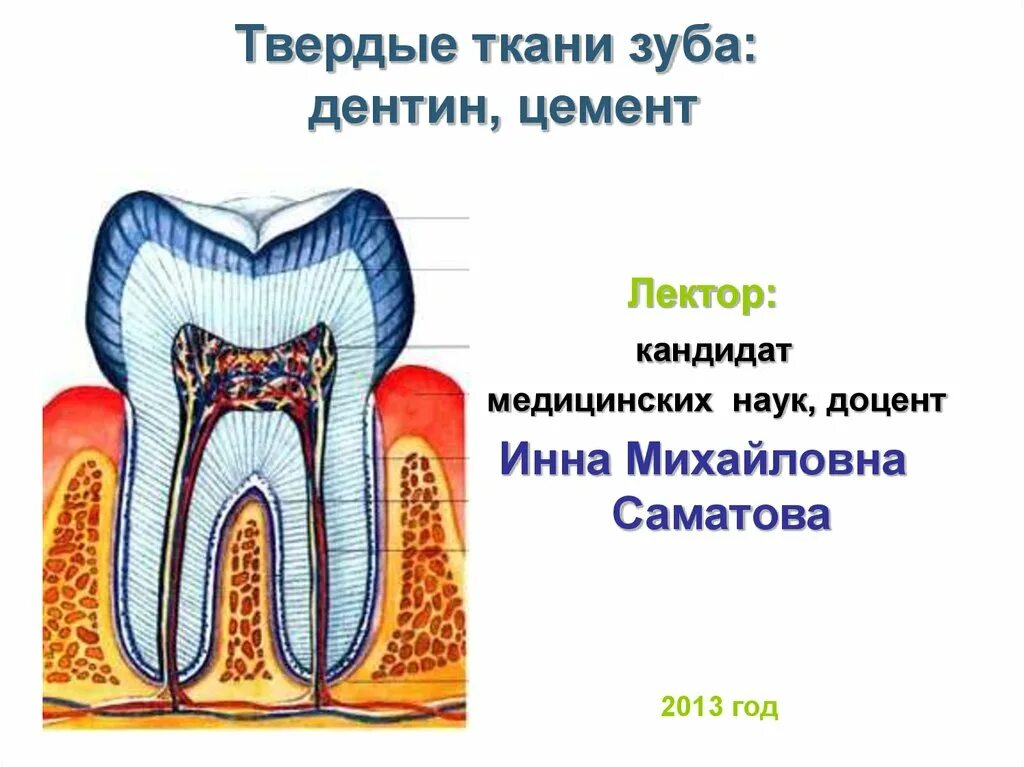 Ткани щубва. Твердые и мягкие ткани зуба. Функции тканей зубов