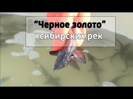 Черное золото сибири