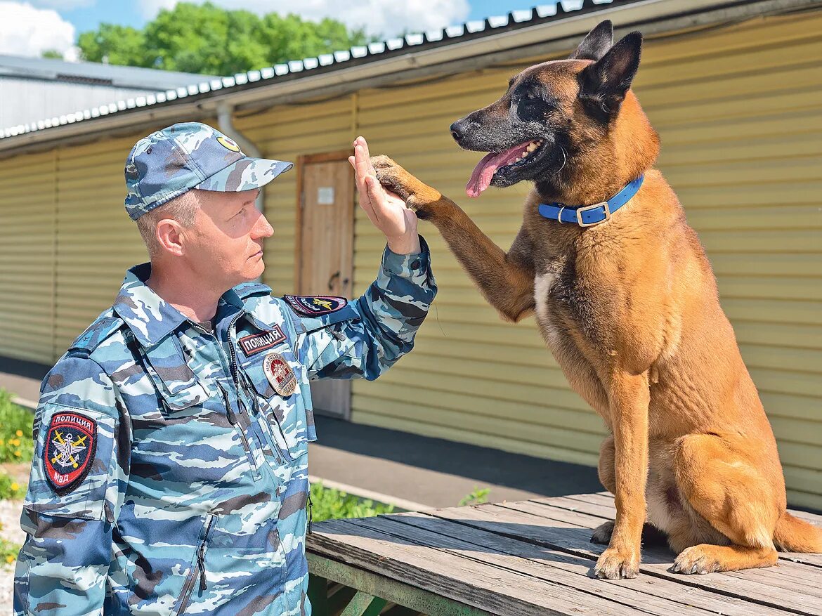 Собака для презентации. Золотистый ретривер поводырь. Классификация служебных пород собак. День кинолога. Канистерапия заключение.