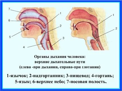 Таблетка не в то горло что делать