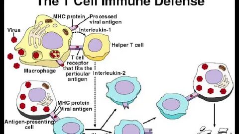 B immune