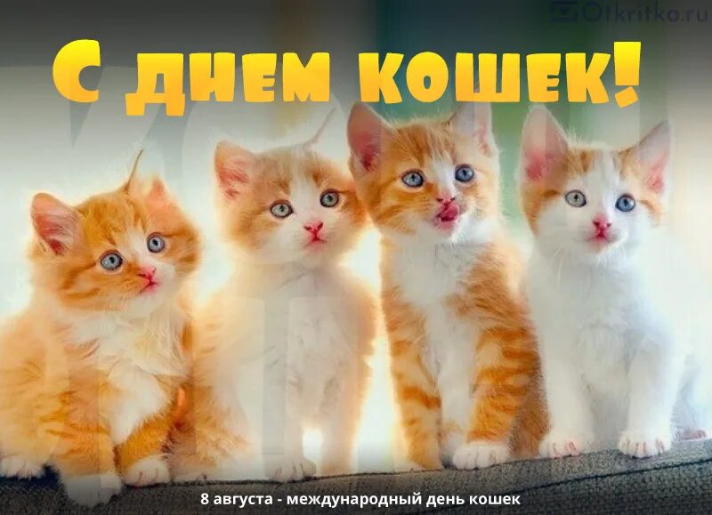 Беседа день кошек. День кошек. Поздравление с днем кошек. Всемирный день кошек открытки. Всемирный день кошек 8 августа.