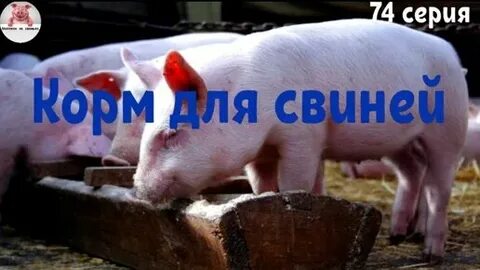 Свинья 18