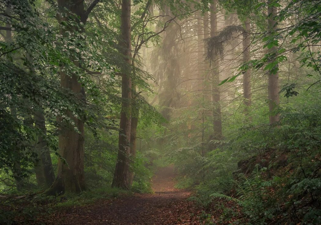 Буковая аллея дарк хеджес. Ствол дерева. Мир среди деревьев хср. Лес, извилистая тропа. Мир среди деревьев хср.