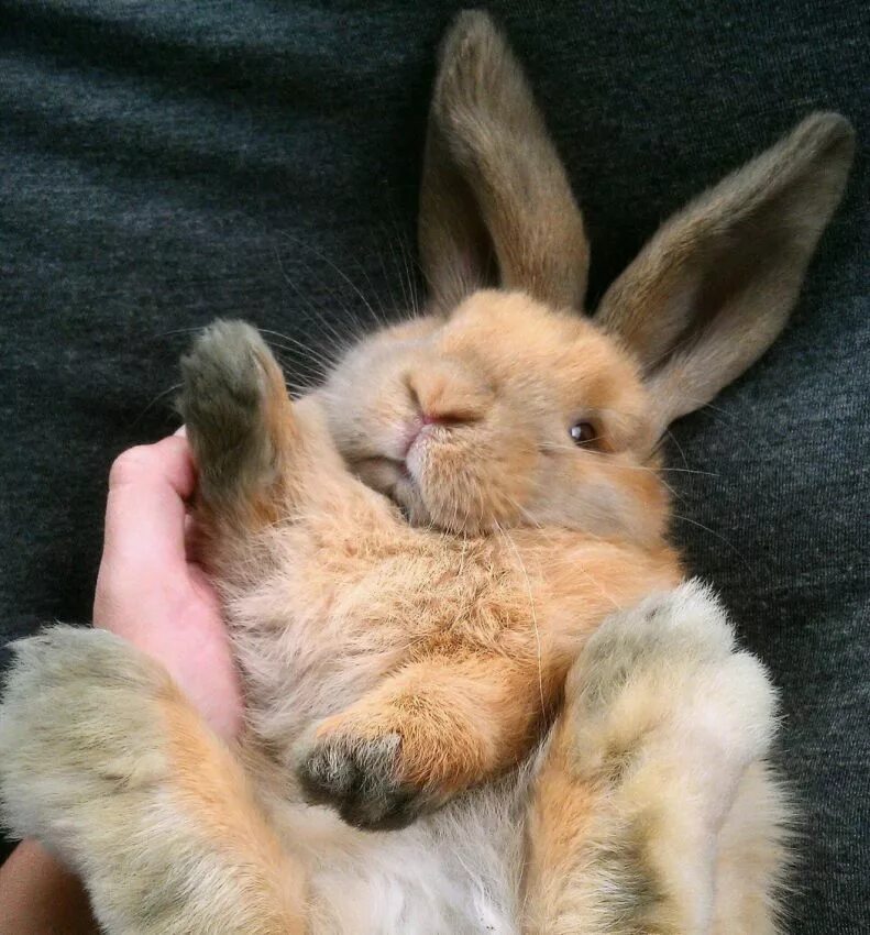 Кролик вислоухий рекс. Хиколь кролики. Смешные кролики. Красивый кролик. Милый заяц.