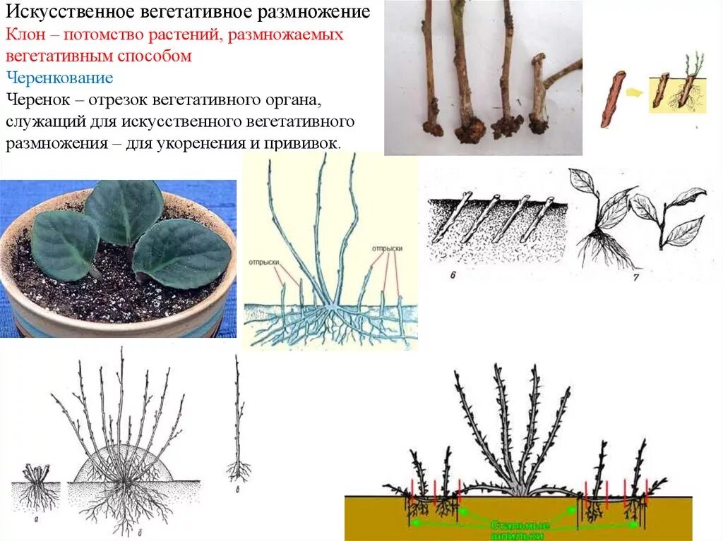 Растения можно размножать. Способы вегетативного размножения растений черенками. Вегетативное размножение прививкой черенком. Искусственное вегетативное размножение растений рисунок. Искусственное вегетативное размножение черенкование.