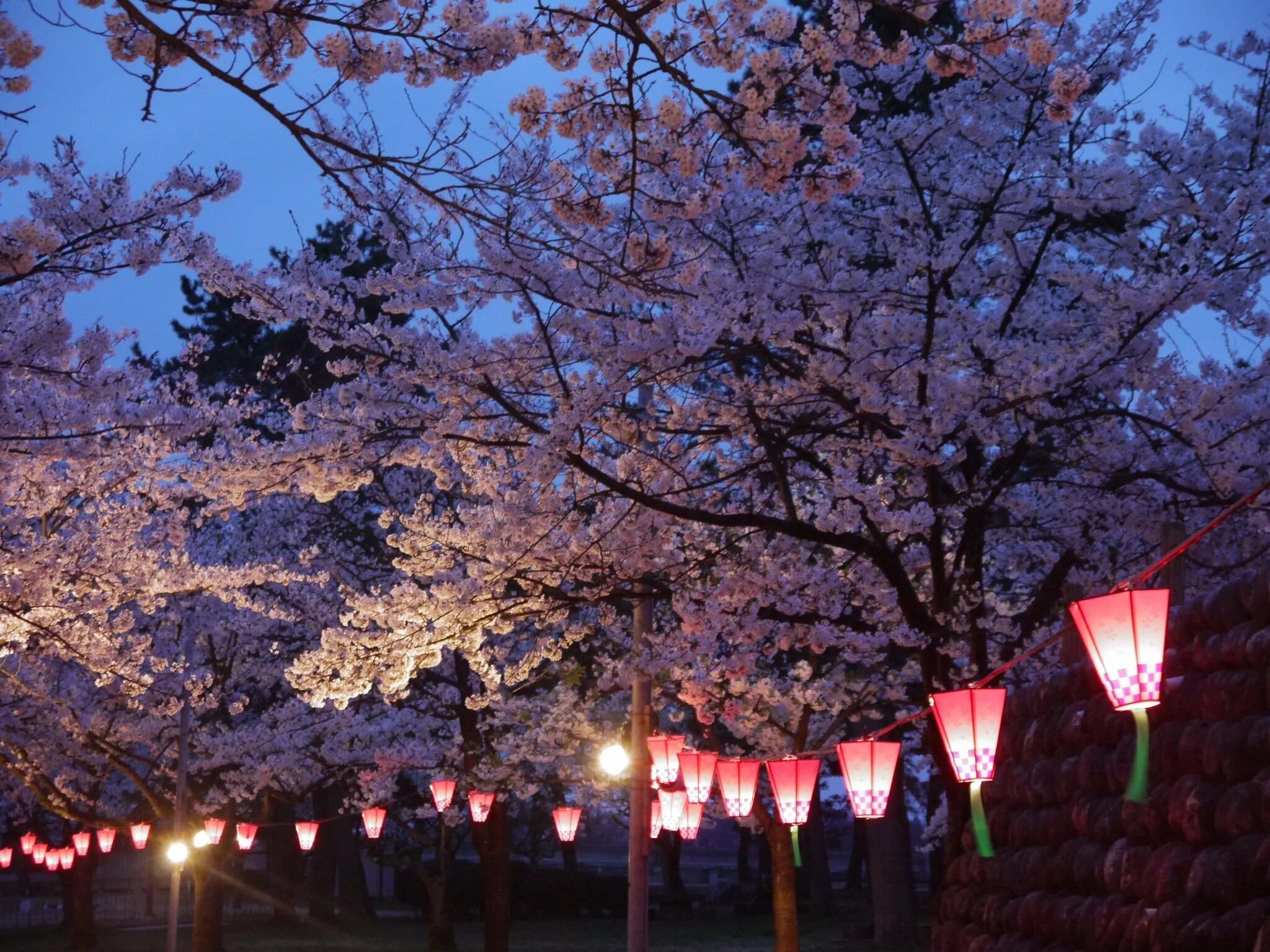 Сакура ночью. Японский фонарик Ханами Сакура. Иосакура – «ночная Сакура». Япония Эстетика Сакура. Сеул Южная Корея Сакура.