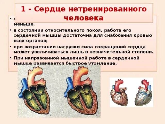 Тренированность сердца. Сердце нетренированного человека. Сердце нетренированного человека в состоянии покоя. Деятельность сердца тренированного и нетренированного человека. Сердце треннированого и нетринероваанного еловека.