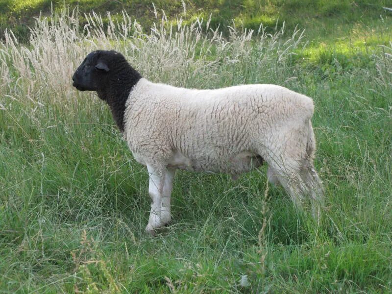 Авито породы овец. Ягнята Дорпер. Дорпер порода. Дорпер порода овец. Южноафриканская порода овец Дорпер.