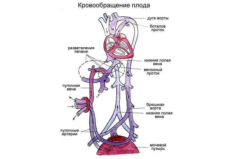 Сосудистая гемодинамика. Плацентарное кровообращение схема. Кровеносная система плода схема. Плацентарный круг кровообращения схема. Внутриутробное кровообращение плода схема.