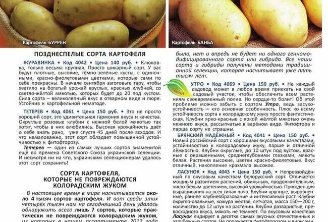 Картофель Верди описание сорта. Сорта картошки белорусской селекции. Картофель сорт Буррен. Картофель гулливер характеристика сорта отзывы вкусовые качества