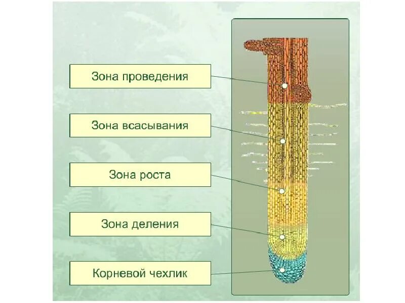 Корневой чехлик зона роста зона всасывания зона проведения. Корневой чехлик зона деления. Зоны деления корня корневой чехлик. Зоны корня корневой чехлик и корневые волоски. Деление снизу