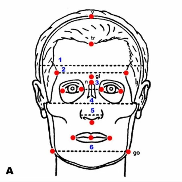 Лба 2 8. Антропометрические точки черепа человека. Основные антропометрические точки черепа. Антропометрические точки лица. Антропометрические ориентиры на лице.