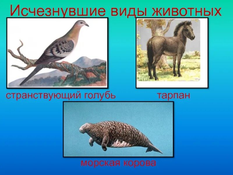 Вымершие животные архангельской области. Странствующий голубь морская корова. Морские коровы и странствующие голуби. Странствующий голубь морская корова. Странствующий голубь морская корова.