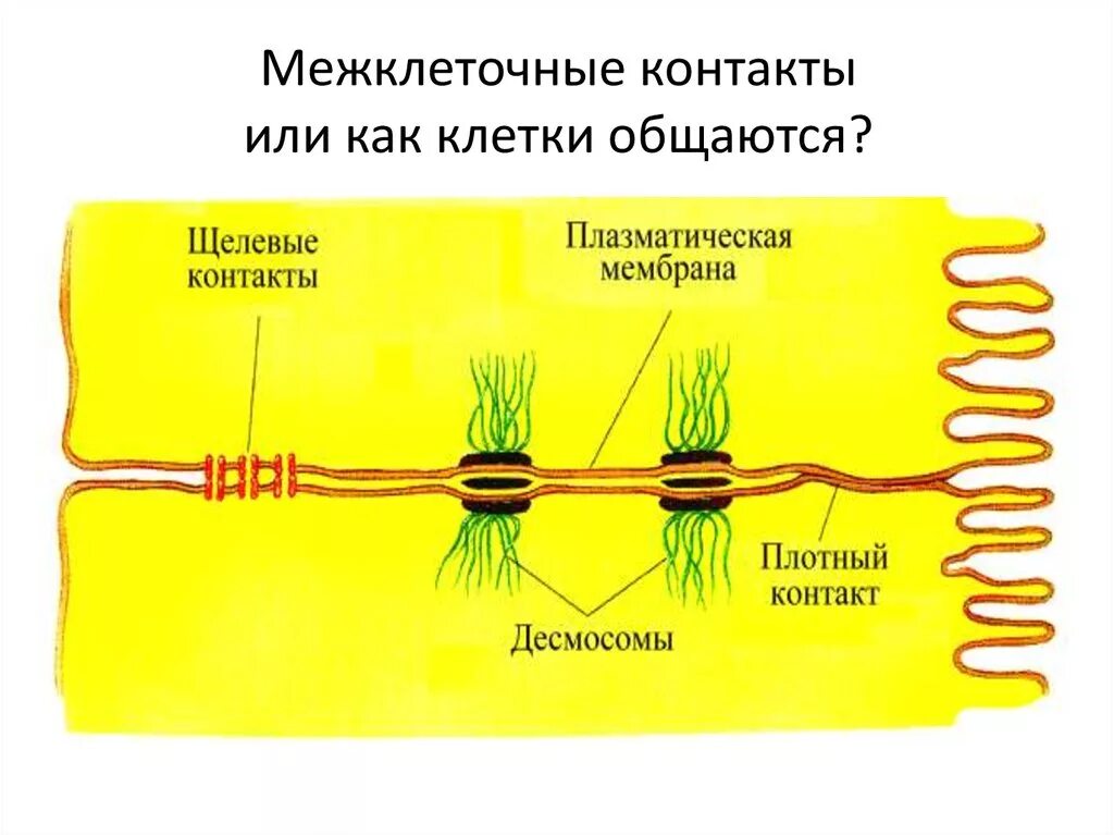 Между клетками есть. Типы межклеточных контактов схемы. Строение межклеточных соединений. Строение межклеточных контактов. Соединения между клетками.