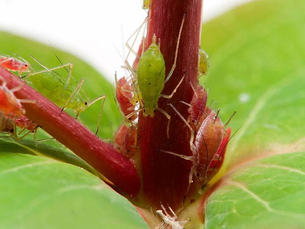 Розанная тля. Кровяная тля eriosoma lanigerum. Тля насекомое. Кленовая тля. Кровяная тля.