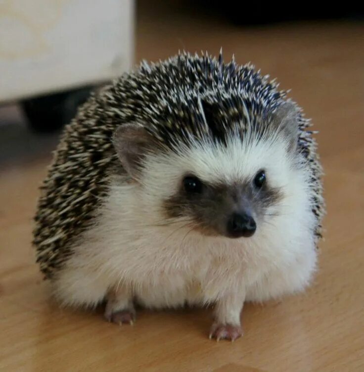 Имя для ежика. Как можно назвать ежа. Имена для ёжиков. Белобрюхий ёж. Имя для ежика.