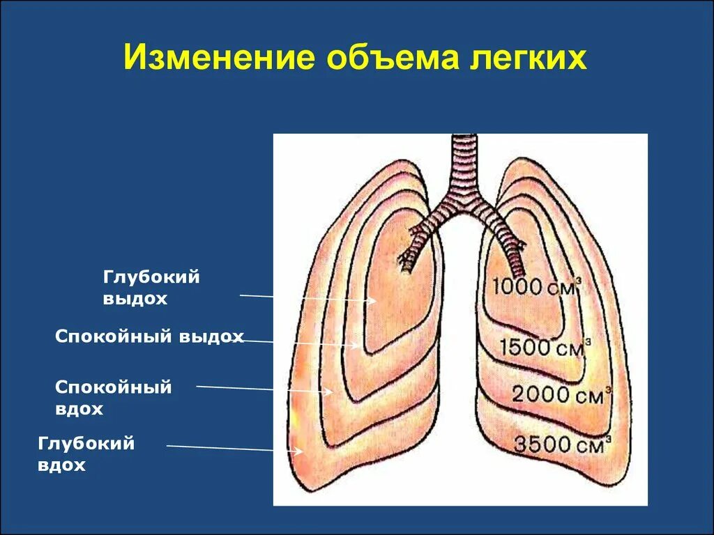 Физиологические изменения в легких. Механизм дыхания жизненная емкость легких. Легочные объемы физиология дыхания. Дыхательный объем легких. Выдох физиология.