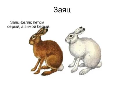 Заяц зимой и летом