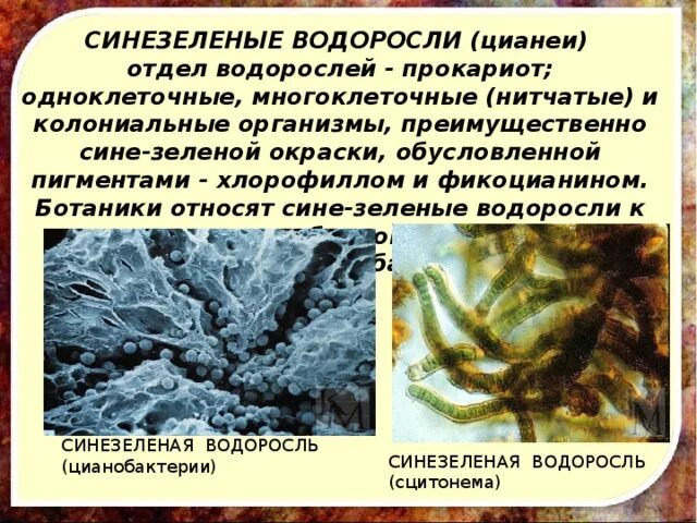 Водоросли являются организмами имеют. Синезеленые цианобактерии. Синезелёные водоросли цианобактерии. Цианобактерии сине-зеленые водоросли. Цианеи сине зеленые водоросли.