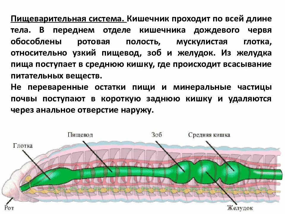 Строение кишечника круглых червей. Пищеварительная система дождевых червей. Пищеварительная система дождевого червя. Строение круглых червей дождевого.