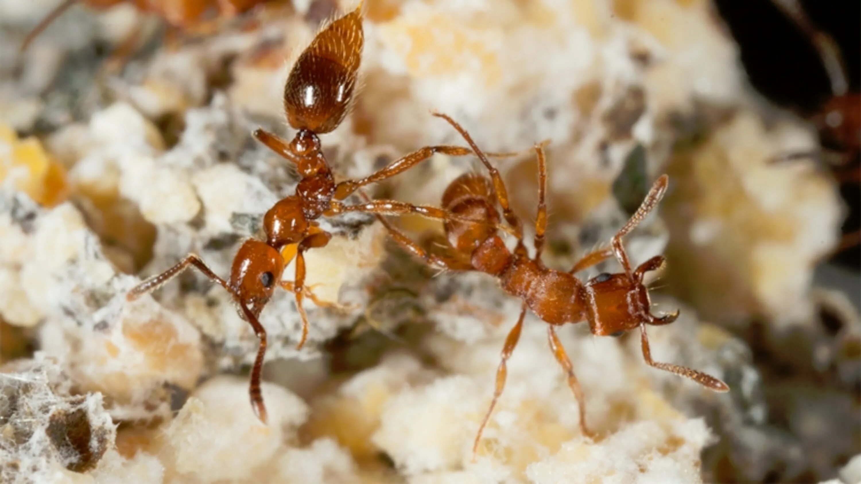 Муравьиный вид. Техасский муравьелюб. Megalomyrmex symmetochus. Муравьи. Разные виды муравьев.