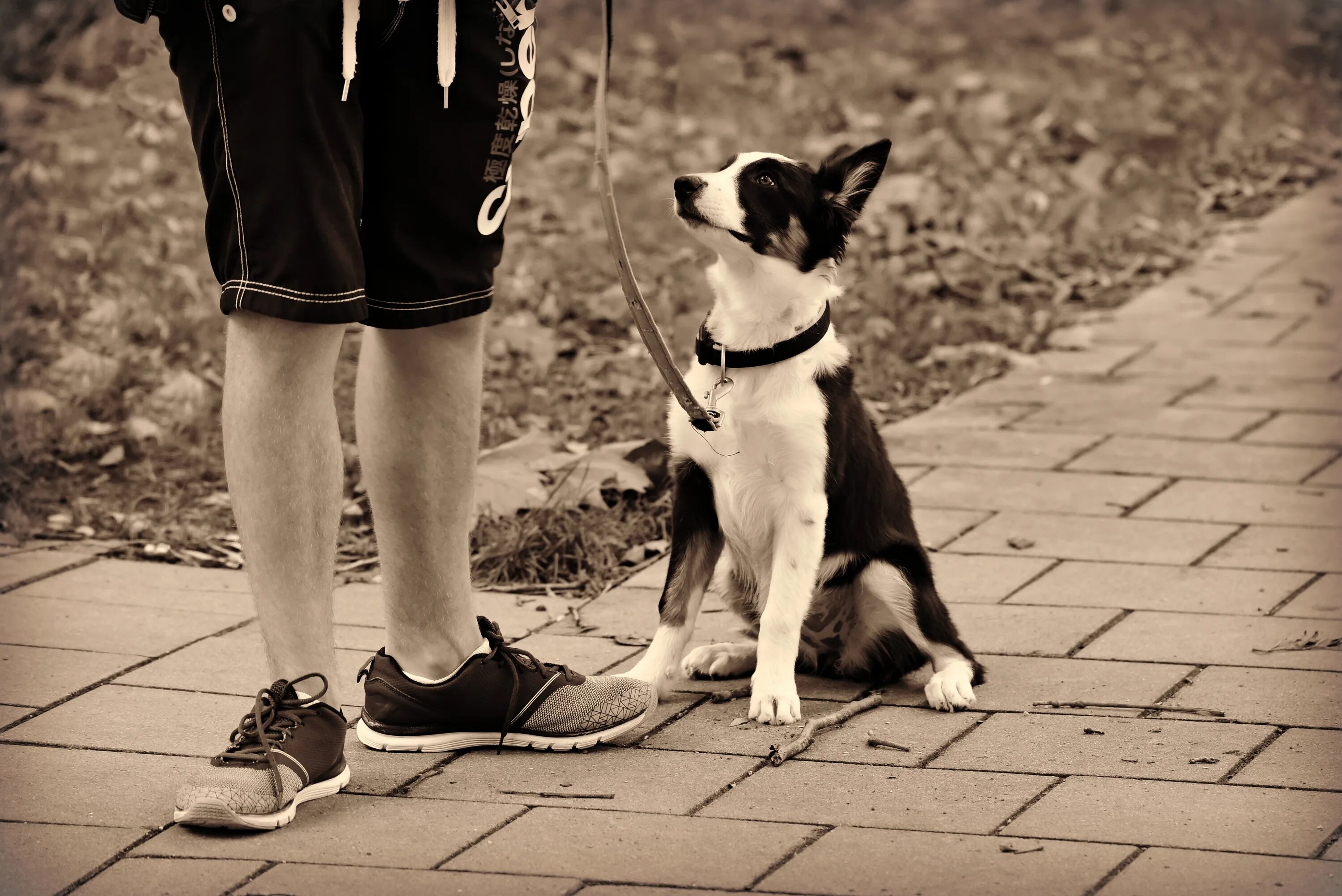 Petting men. Поводок для собак. Прогулка с собакой. День прогулки с собакой. День прогулки с собакой 22 февраля.