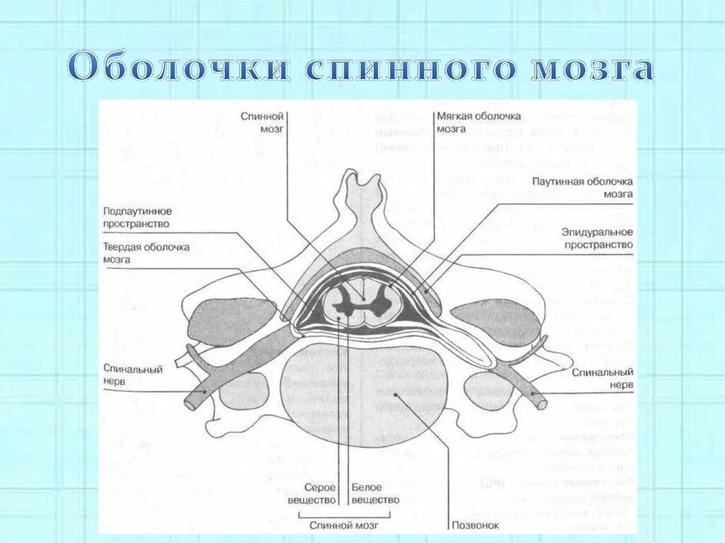 Мягкая оболочка спинного. Оболочки и МЕЖОБОЛОЧЕЧНЫЕ пространства головного и спинного мозга. Оболочки и МЕЖОБОЛОЧЕЧНЫЕ пространства спинного мозга. Межоболочковые пространства спинного мозга. Схематическое изображение оболочек головного и спинного мозга.