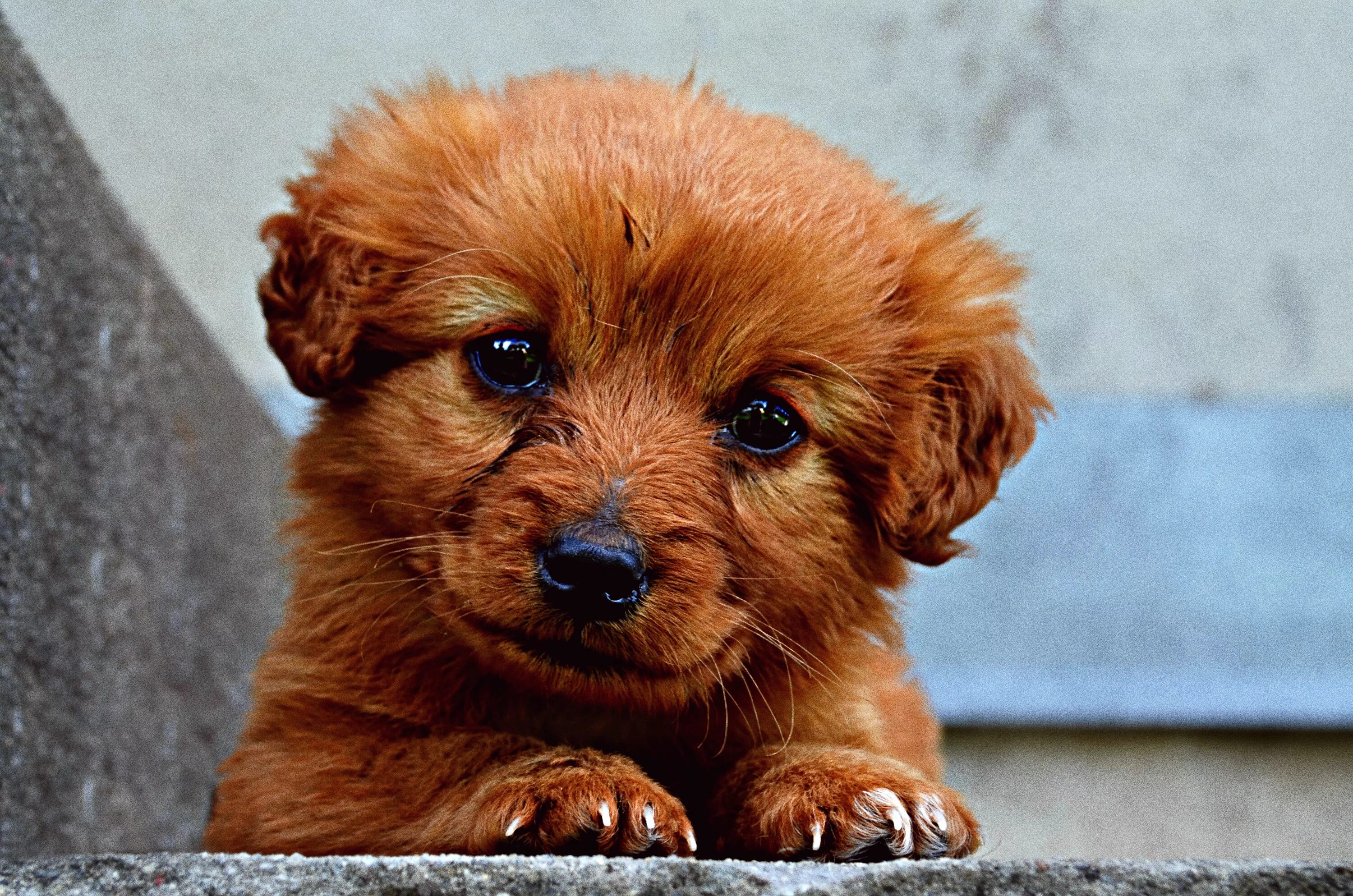 Миленькие щенята. Милые собачки. Милый щенок. Милые щенки. Рыжий щенок.