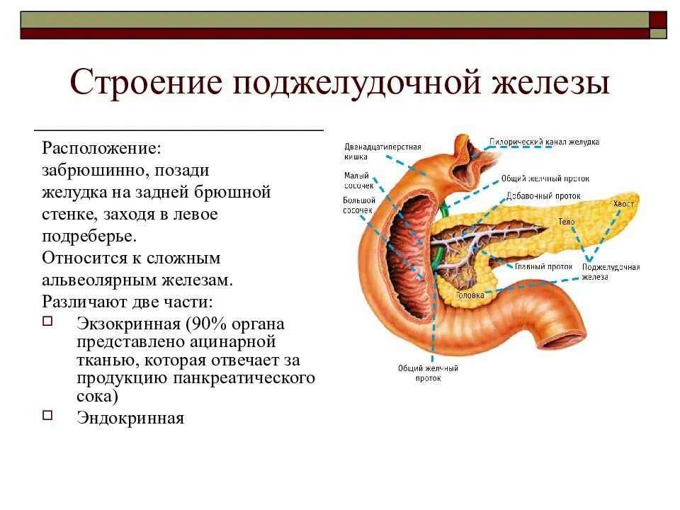 Анатомическое строение поджелудочной железы. Поджелудочная железа строение и функции кратко. Поджелудочная железа расположение функции. Особенности строения поджелудочной железы таблица.