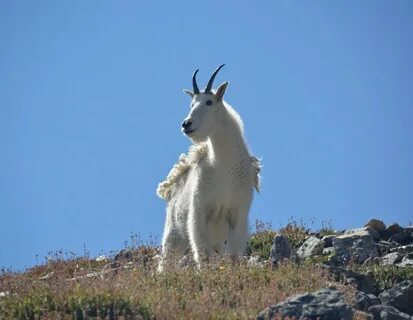 Дикий серы