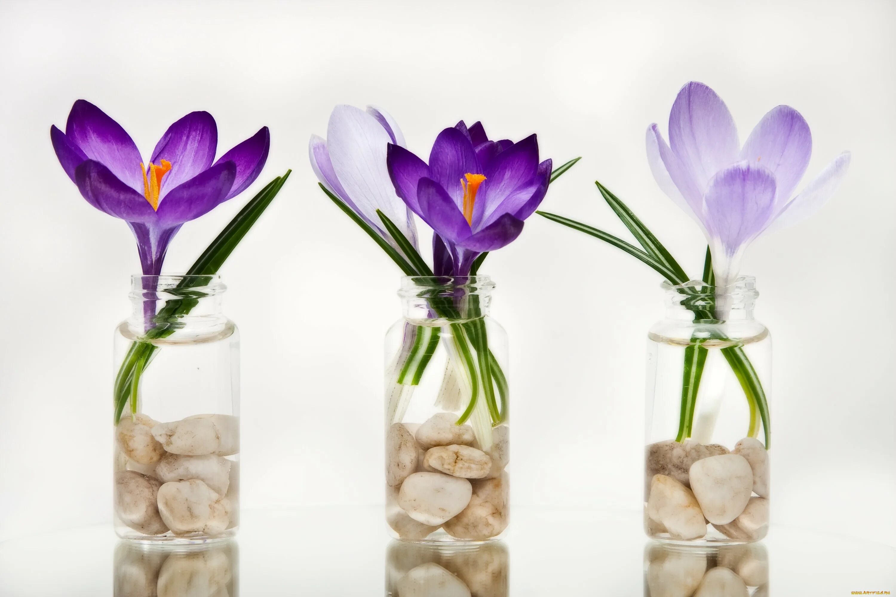 Первоцветы (подснежники, крокусы, гиацинты).. Луковичные крокусы. Тюльпаны крокусы гиацинты. Цветы в прозрачной вазе.