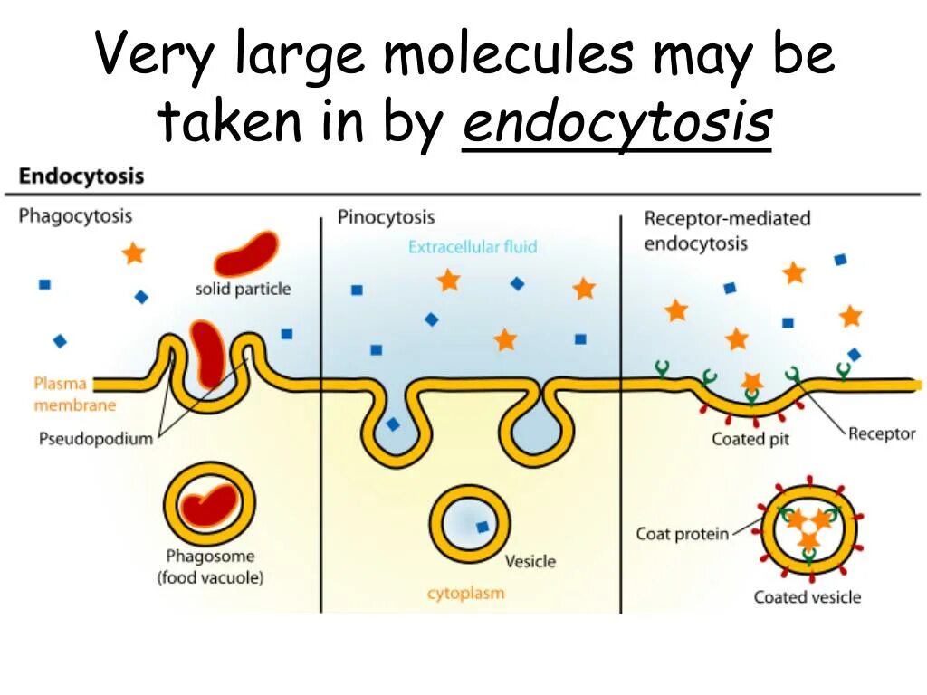 Фагоцитоз и эндоцитоз. Эндоцитоз фагоцитоз пиноцитоз. Процесс эндоцитоза схема. Эндоцитоз этапы фагоцитоза пиноцитоз экзоцитоз.