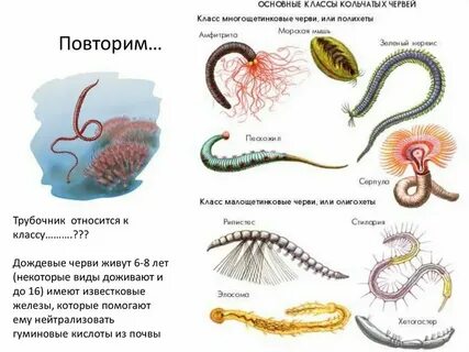 Грудная клетка плоских круглых кольчатых червей