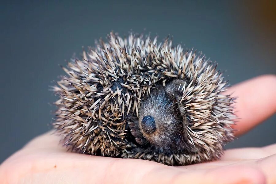 Ежик без ножек. 5 ёжиков фото. Много ежиков. Ежиха с ежатами. Много много ежиков.