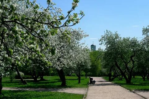 Цветущие сады в москве