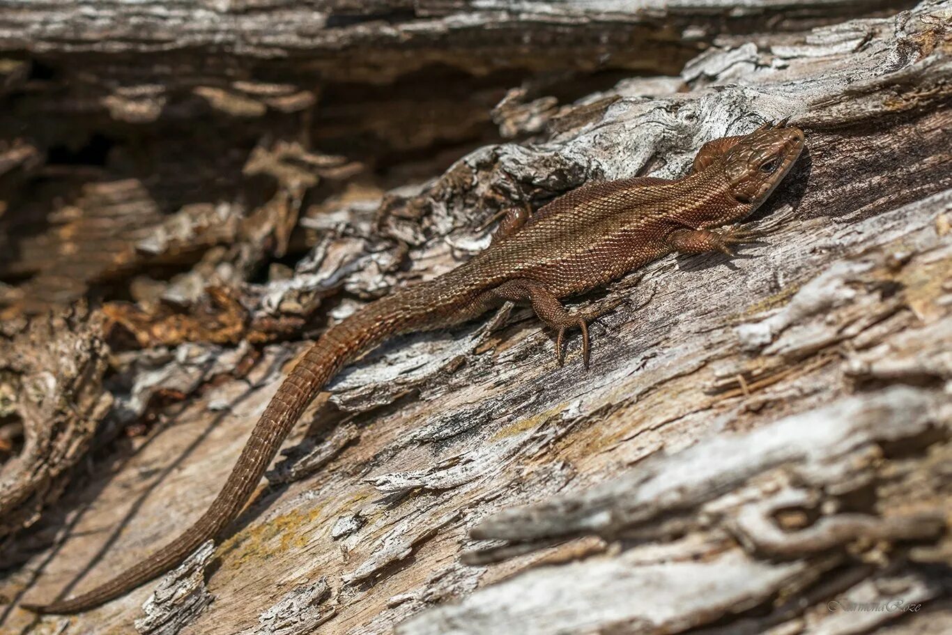 Ящерица phoboscincus bocourti. Красная прыткая ящерица. Лесная ящерица пикабу. Ящерицы красноярска. Живородящая ящерица пресмыкающиеся.