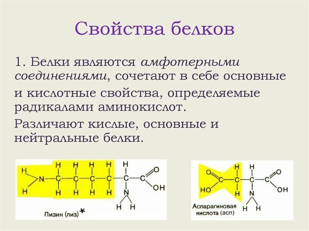 Белки строение свойства функции белков. Строение и свойства белков и аминокислот. кислые основные и нейтральные белки. характеристика белков. белки являются амфотерными соединениями.