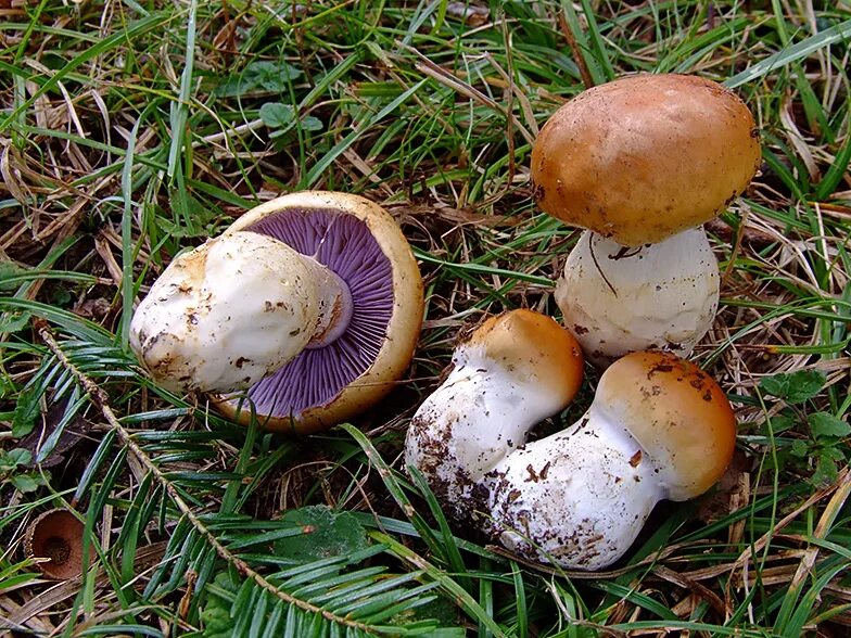 Что это за гриб. Паутинник изменчивый Cortinarius. Гриб паутинник с толстой ножкой. Паутинник желтый съедобный. Гриб паутинник желтый.