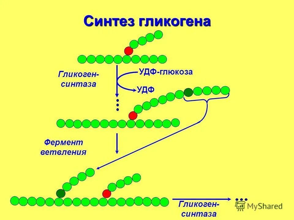 Фермент синтеза гликогена. Биосинтез гликогена. Схема ферментативного синтеза гликогена, роль УТФ. Ветвящийся фермент синтеза гликогена. Схема ферментативного синтеза гликогена.