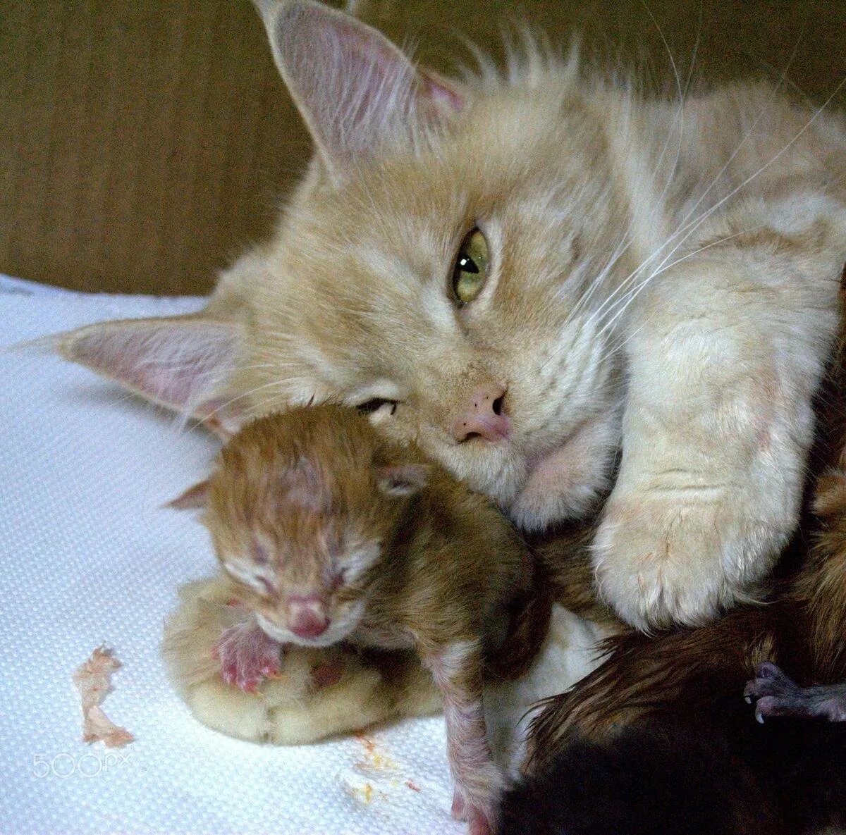 Кошки после рождения котят. Новорождённые котята Мейн куна. Новорожденные котята Мейн куна. Новорожденный котенок Мейн кун. Мейн куны котята Новорожденные.