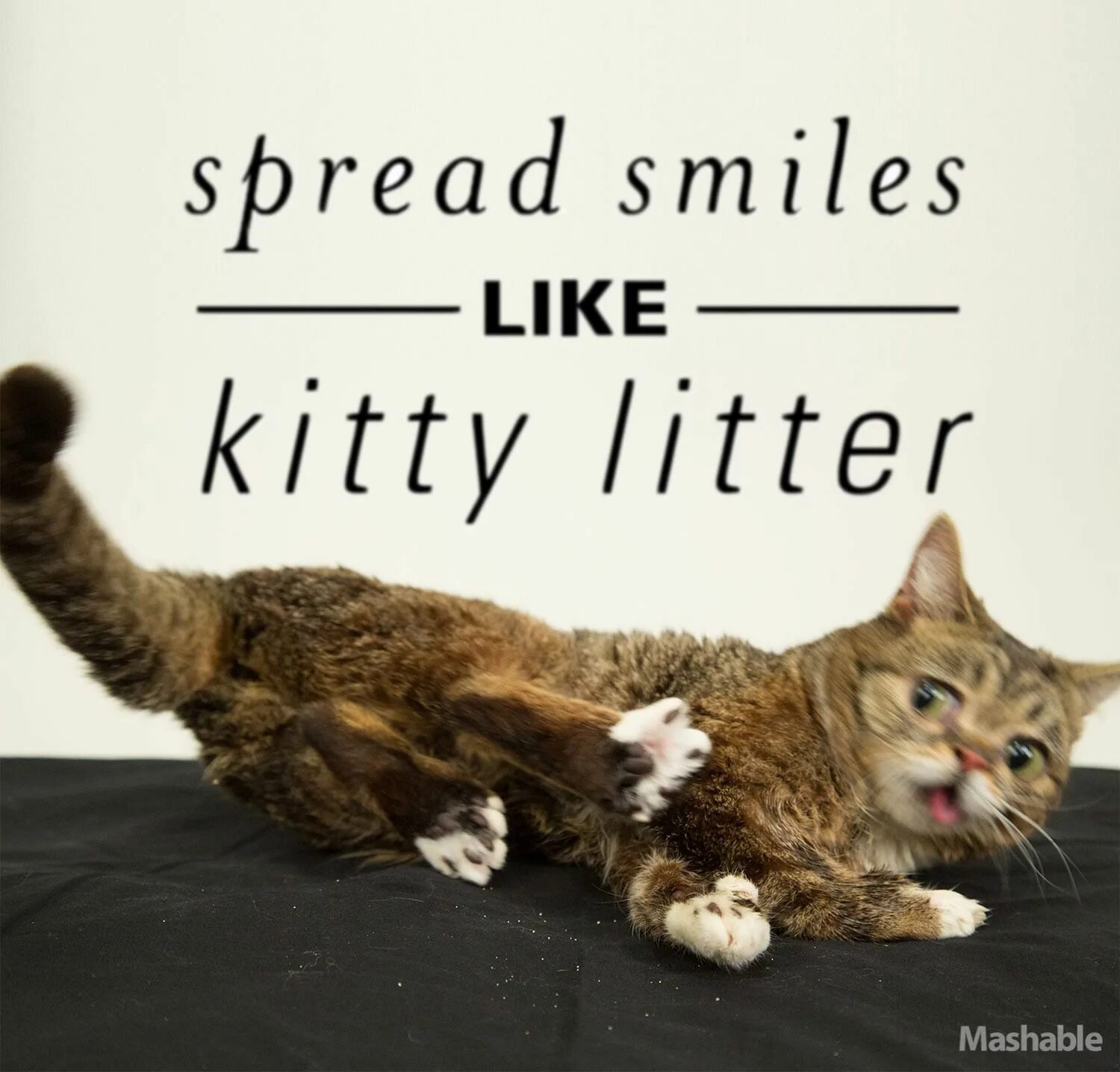 Fancy i like your smile. Lil bub cat. cat nap. littery me. feel like kitten.